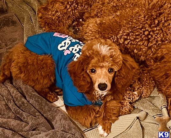 Labradoodleday Picture 2
